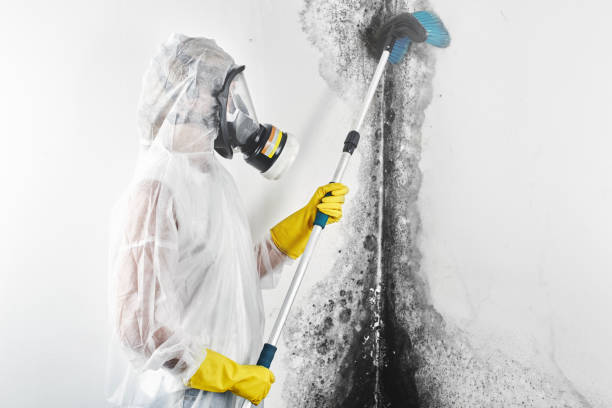 Best Black Mold Removal  in Silver Ridge, NJ