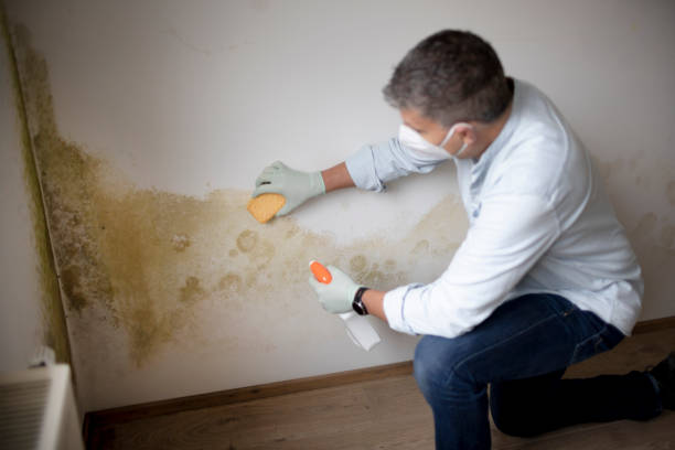 Best Mold Odor Removal Services  in Silver Ridge, NJ